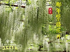 -嘉定紫藤园