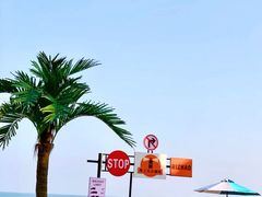 -日照海滨国家森林公园