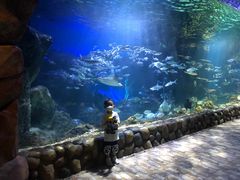 -华夏文旅海洋公园