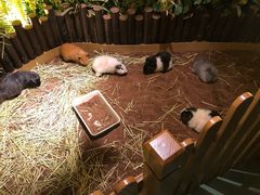 -藦茜花园宠物主题亲子互动体验馆(国顺东路店)