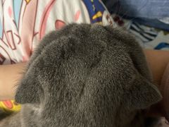 -纳吉亚猫专科动物诊疗中心(蒋宅口分院)