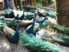 -西双版纳原始森林公园