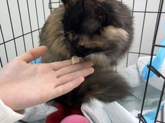 -心仪动物医院·牙专科·肿瘤·心脏科(西客站院)