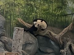 -武汉动物园