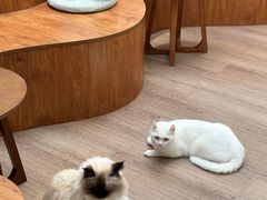 -有猫主题·治愈系猫咖(曾厝垵店)