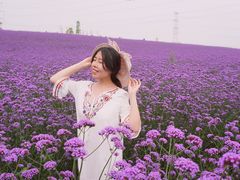 -紫颐香薰山谷景区