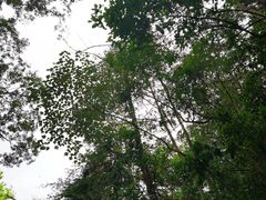 -广州市石门国家森林公园