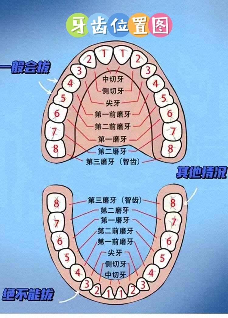 牙齿位置图
牙除智齿外,人一共有28颗恒牙,一般将恒牙分为切牙,尖牙