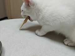 -瑞鹏宠物医院·超声·骨科·奇麟分院(蜀都万达店)