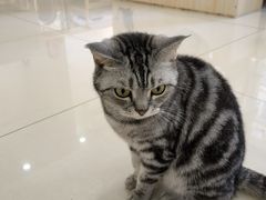 -鼓捣猫呢主题猫咖店