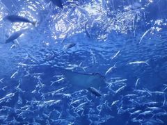 -海合安成都极地海洋公园