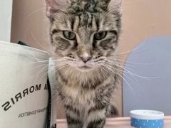 -1013 PET SHOP 宠物商店(近铁城市广场店)