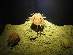 -亚龙湾中心广场·贝壳馆