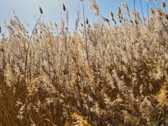 -野鸭湖国家湿地公园