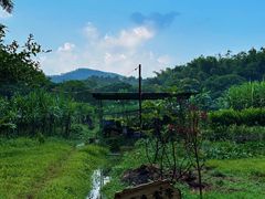 -丰依竹食·老牌竹筒饭