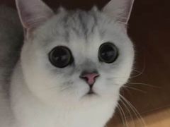 -东方名猫馆·英短金渐层布偶猫舍(环线广场1号楼店)