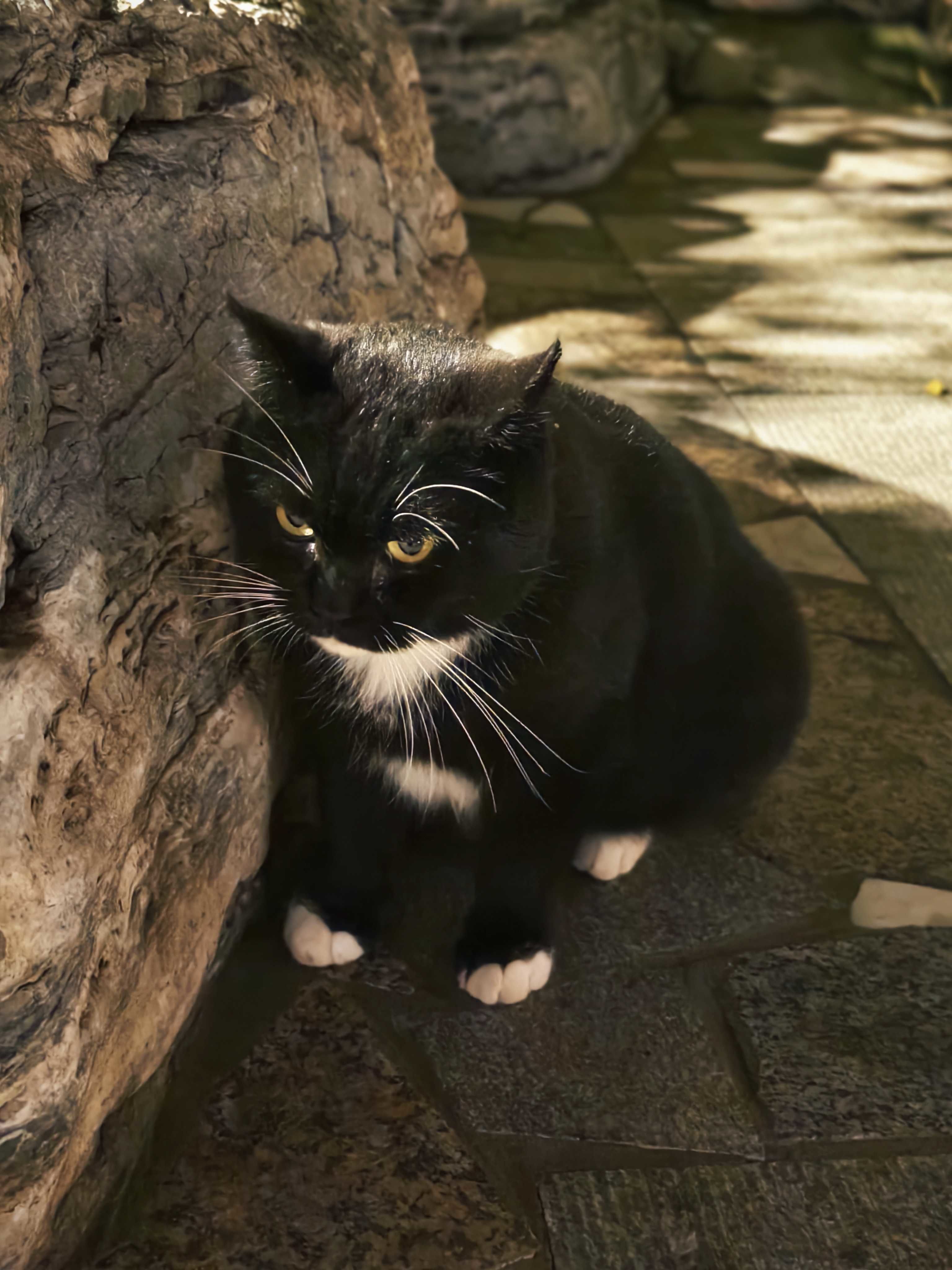胖嘟嘟的黑猫警长🐈‍⬛