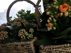 -三圣花乡旅游区