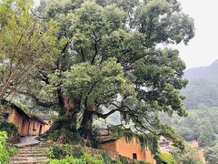 -杨家堂村