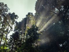 -莫里热带雨林景区