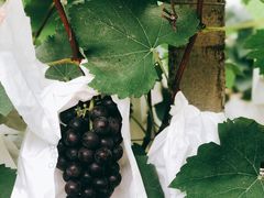 -马陆小张葡萄园农家乐