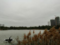-五缘湾湿地公园