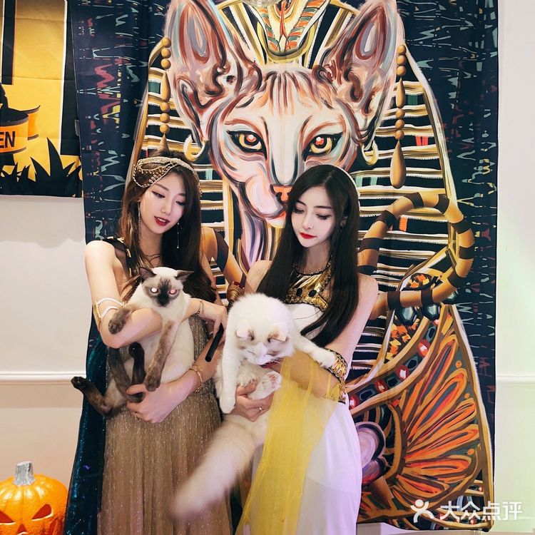 帕贝斯特猫花园|埃及艳后的万圣夜🎃🎃