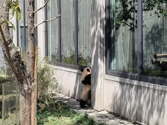 -卧龙中华大熊猫苑神树坪基地