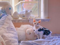 -70cat德文卷毛猫·缅因猫纯种猫舍