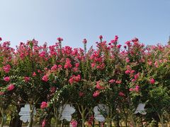 -武汉紫薇都市田园