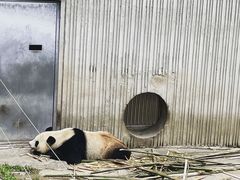 -卧龙中华大熊猫苑神树坪基地