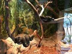 -费瑟代尔野生动物园