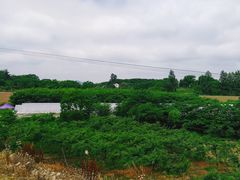 -石塘人家