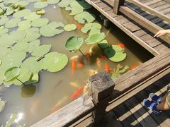 -大湾区中央湿地公园