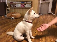 -柴务处·柴犬主题狗咖