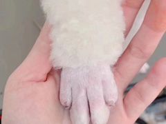 -FAELING PETS美天灵宠物(富力广场店)