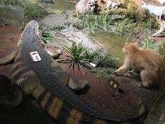 -陕西自然博物馆