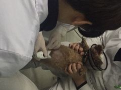 -中农大我爱我爱24h动物医院·中医针灸·猫专科·骨科医疗中心(双井店)