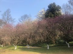 -杭州植物园
