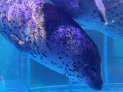-海合安武汉极地海洋公园