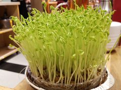 鲜豆苗-好彩猪肚鸡(正弘城店)