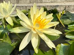 -深圳仙湖植物园