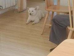 -柴の食堂·日式家庭料理·熊之肆(大学路店)
