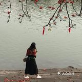 木棉花开 飞絮濛濛