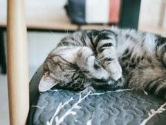 -平行世界·猫咖(首经贸店)