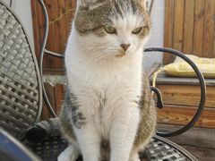 -喵屿·大理花园猫咖