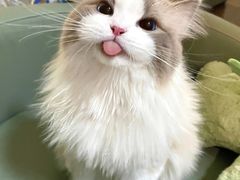 -翊宠yipet猫狗购宠庄园犬舍•猫舍