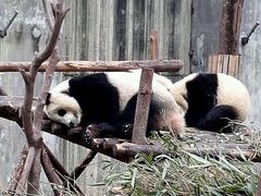 -成都大熊猫繁育研究基地