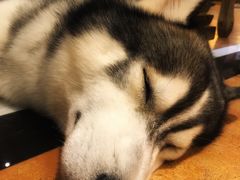 -more than meow吴止猫主题餐厅(承德 中船汇店)