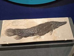 -国家自然博物馆